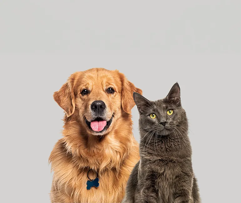 Cane e gatto, ospiti benvenuti all'Hotel Cenobio dei Dogi