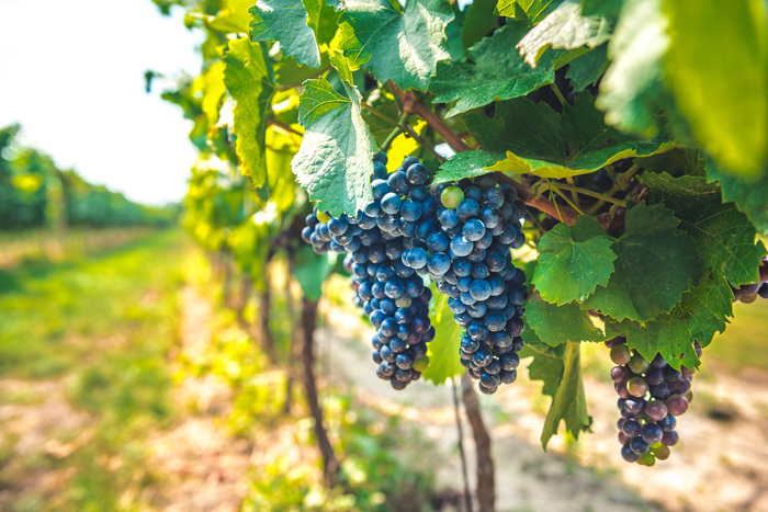 Grappoli d'uva in vigna durante la visita alle Cantine Lunae